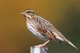 Savannah Sparrow