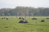 Amboseli Marsh Land