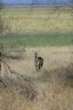 Tarangire - Waterbuck