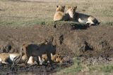 Ngorongoro Lion Pride