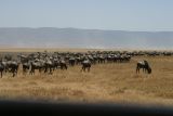 Ngorongoro - Wildebeast Migration