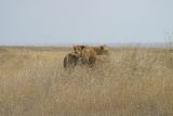 Serengeti - Lions