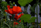 like a poppy in the sun