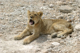 Lion cub Etosha NP Namibia