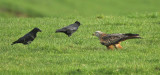 Red Kite having words with a Carrion Crow