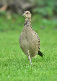 Pheasant (hen)