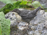 Dipper (juvenile)