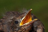 Blackbird Turdus merula kos_MG_1215-1.jpg