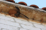 Common swift Apus apus rni hudournik_MG_2140-1.jpg