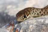 Balkan whip snake Hierophis gemonensis belica_MG_1895-1.jpg