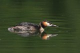 Great crested grebe Podiceps cristatus opasti ponirek_MG_1486-1.jpg