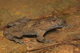 Yellow-bellied toad Bombina variegata hribski urh_MG_2848-1.jpg