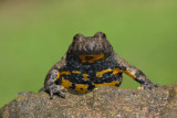 Yellow-bellied toad Bombina variegata hribski urh_MG_2899-1.jpg