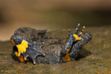 Yellow-bellied toad Bombina variegata hribski urh_MG_2867-1.jpg