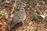 Turtle dove Streptopelia turtur divja grlica_MG_1775-1.jpg