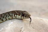 Balkan whip snake Hierophis gemonensis belica_MG_1835-1.jpg