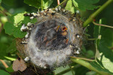 Goldfinch nest Carduelis carduelis gnezdo lika_MG_3561-1.jpg