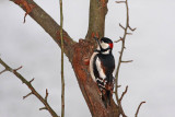 Great spotted woodpecker Dendrocops major veliki detel_MG_2836-1.jpg