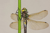 Yellow-spotted dragonfly Somatochlora flavomaculata pegasti lesketnik_MG_4346-11.jpg