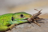 Western green lizard Lacerta bilineata zahodnoevropski zelenec_MG_6386-11.jpg