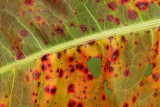 Autumn leaf jesenski list_MG_7613-11.jpg