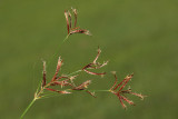 Galingale Cyperus longus dolgolistna ostrica_MG_5108-11.jpg