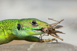 Western green lizard Lacerta bilineata zahodnoevropski zelenec_MG_6390-11.jpg