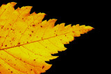 Field elm Ulmus minor poljski brest_MG_7681-11.jpg