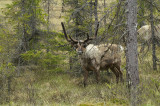 Reindeer Rangifer tarandus severni jelen-PICT0027.jpg