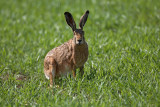 Brown hare Lepus europaeus poljski zajec_MG_5593-1.jpg