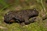Yellow-bellied toad Bombina variegata hribski urh_MG_0171-1.jpg