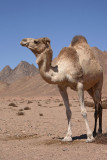  Dromedary Camelus dromedarius dromedar_MG_5195-1.jpg