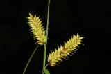Blister sedge Carex vesicaria mehurjasti a_MG_0427-1.jpg