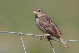 Spanish sparrow  female Passer hispaniolensis travniki vrabec_MG_0835-1.jpg