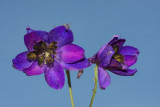 Bee Larkspur Delphinium elatum ostronik_MG_1249-1.jpg