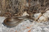Balkan whip snake Hierophis gemonensis belica_MG_1959-1.jpg