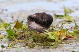 Little grebe Tachybaptus ruficollis mali ponirek_MG_1433-1.jpg