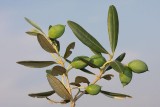 Olive Olea sativa navadna oljka_MG_2327-1.jpg