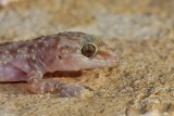Turkish gecko Hemidactylus turcicus turki gekon_MG_1976-1.jpg