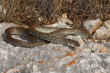 Balkan whip snake Hierophis gemonensis belica_MG_1949-1.jpg