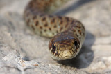 Balkan whip snake Hierophis gemonensis belica_MG_1861-1.jpg