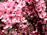 cherry blossoms