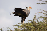 Bird Photos from Ethiopia