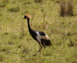 183. Black Crowned-Crane 2 Asendabo Jimma (09 Apr 09).jpg