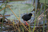 194. Black Crake (Lake Awassa).jpg