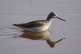 270. Greenshank 2 Wenney (17 Apr 09).jpg