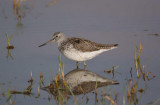 270. Greenshank 3 Wenney (17 Apr 09).jpg