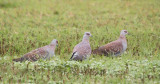 321. Speckled Pigeon 1 Gafersa Dam (28 Feb 09).jpg