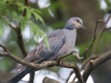 326. Dusky Turtle Dove 2.jpg