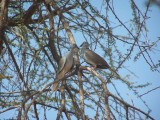 328. White-winged collared dove (Gode 18 Jan 08).jpg